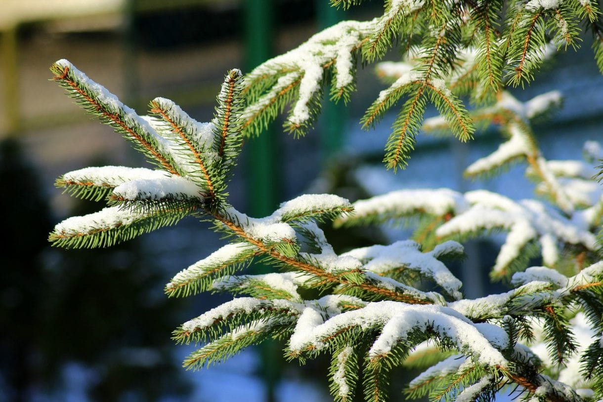 Nadelbaum-äste mit Schnee bedeckt