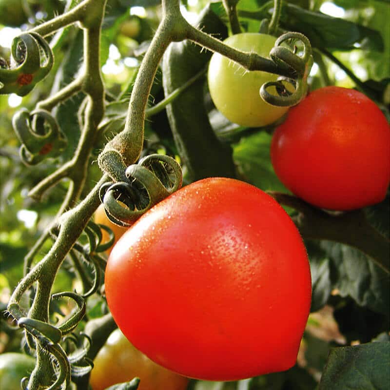 Saatgut Cocktail Tomate Aromacocktail