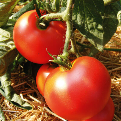 Bio Saatgut – Salattomate “Harzer Kind”