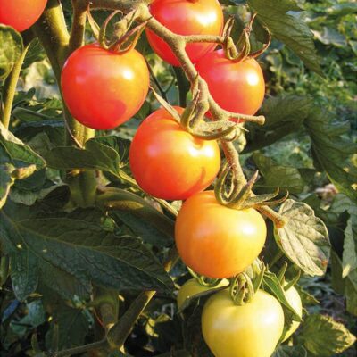 Saatgut Tomate Primabella