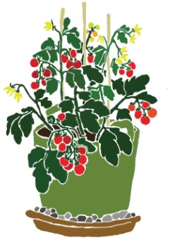 Tomatenpflanze mit roten Tomaten, gelben Blüten im grünen Pflanztopf und Untersetzer