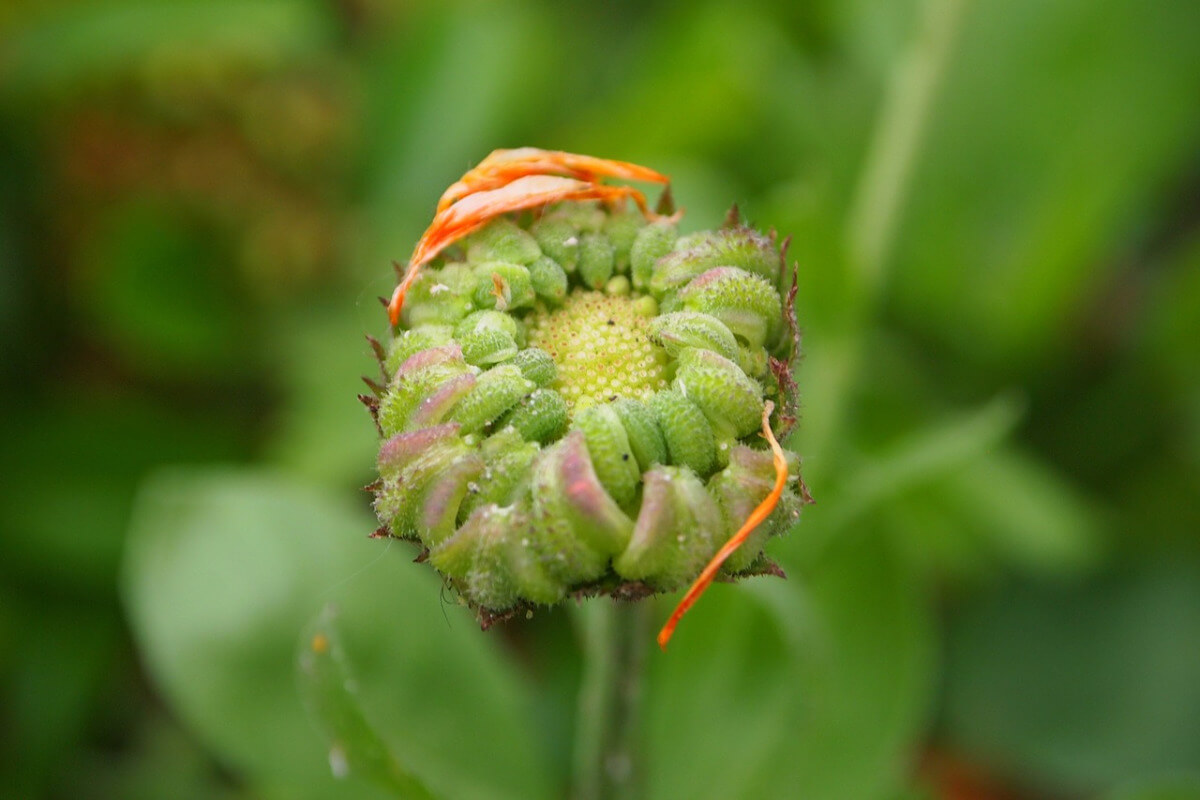 Calendula - Ringelblume, bereits verblüht, typischer Samenstand, hier noch grün, ist zu sehen