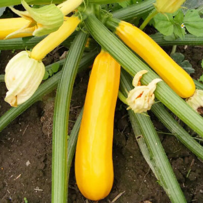 Bio Saatgut – Zucchini “Gelbe von Wilschdorf”
