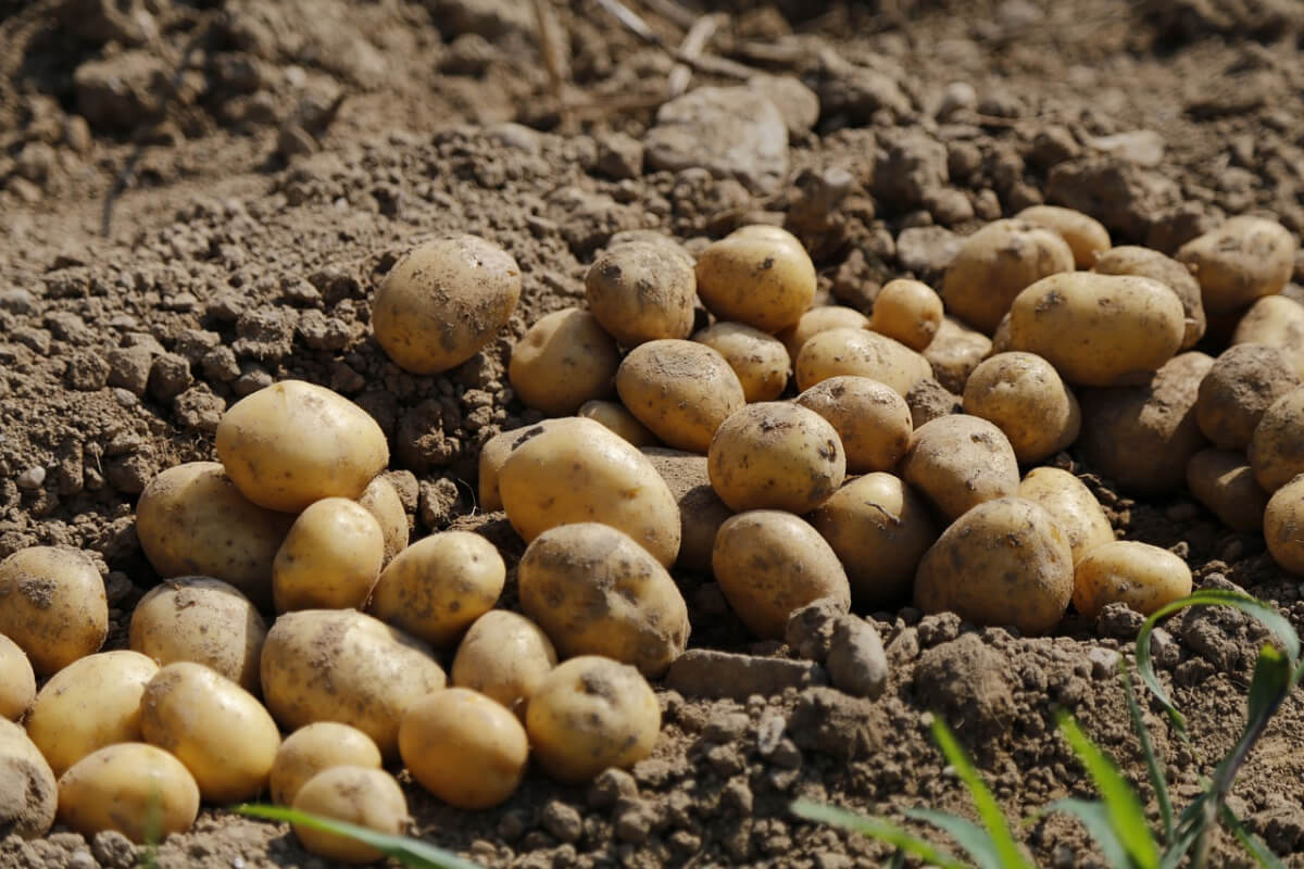 Reichhaltige Kartoffelernte