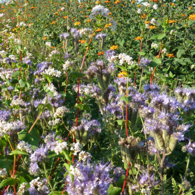 Bio Saatgut – Mischung “Blühweide für Bienen, Hummeln und Co”