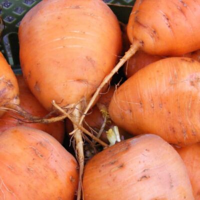 Bio Saatgut – Karotte – Möhre “Ochsenherz”