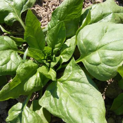 Bio Saatgut – Spinat “Quedlinburger Fortschritt”