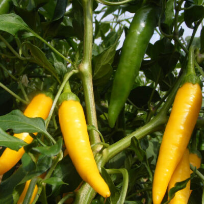 Bio Saatgut – Chili “Gelbes Rüsselchen”