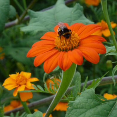 Bio Saatgut – Mexikanische Sonnenblume