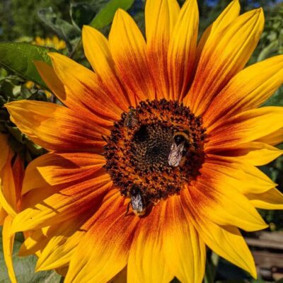 Bio Saatgut – Sonnenblume “Velvet Queen”