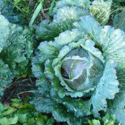 Bio Saatgut – Wirsing “Blaugrüner Winter”
