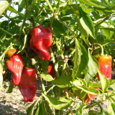 Bio Saatgut – Chili “Pimiento de Padrón”
