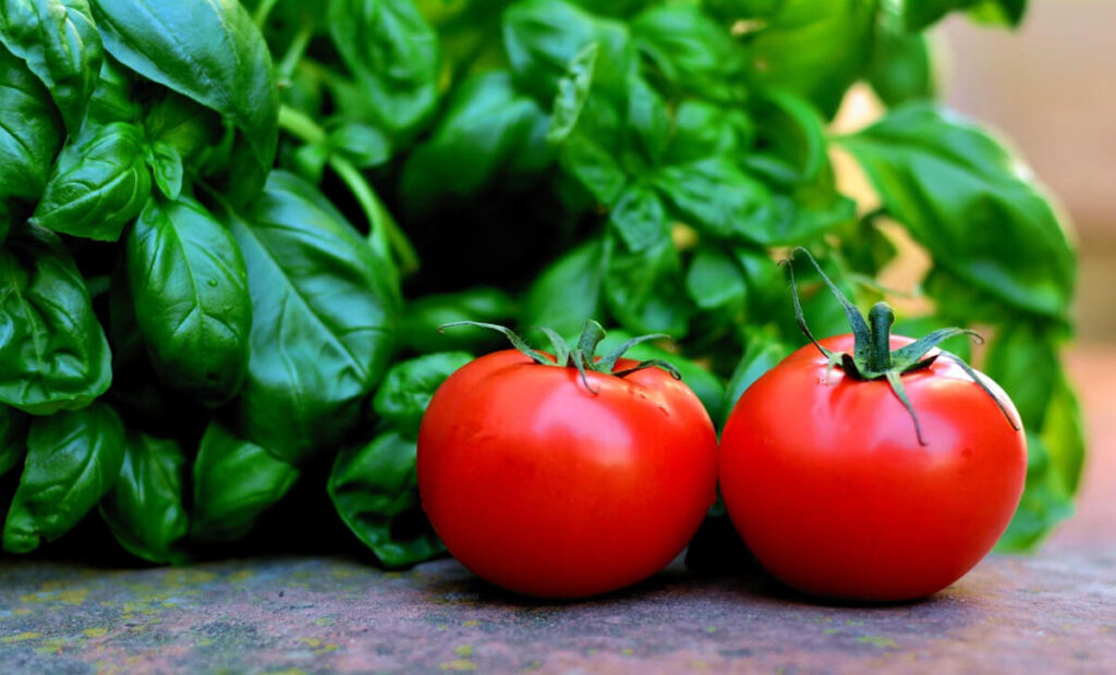 Basilikum und Tomaten