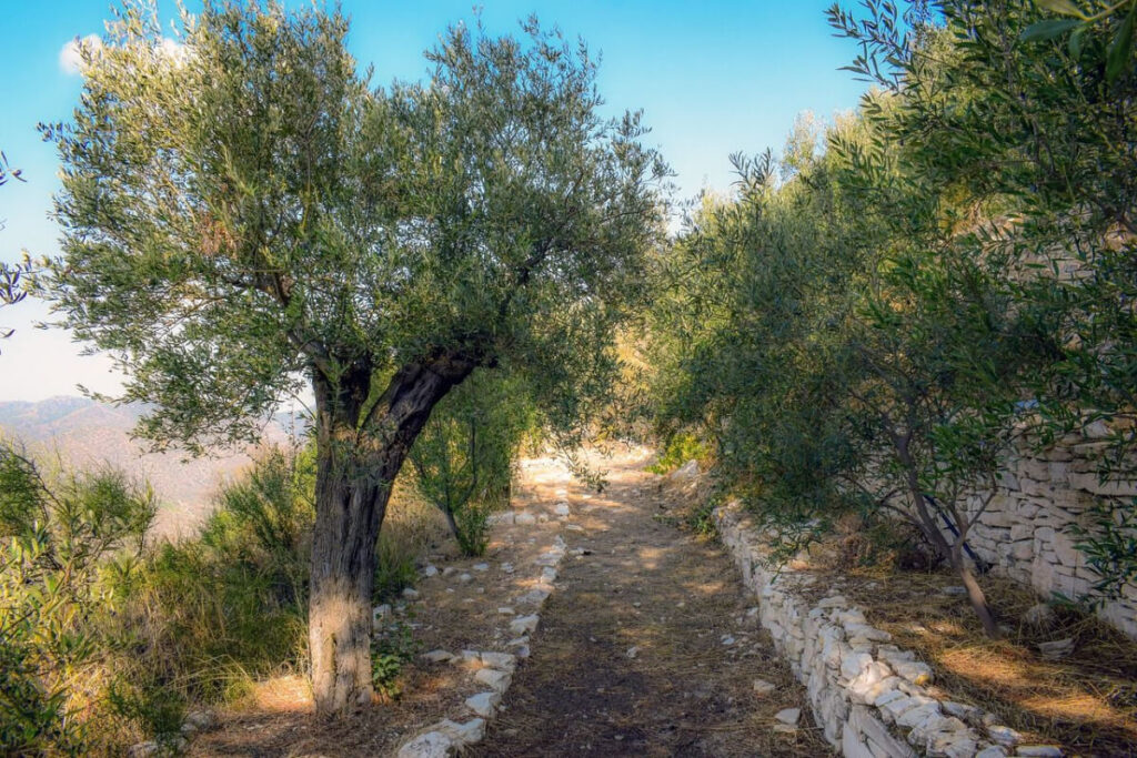 Olivenbaum Griechenland