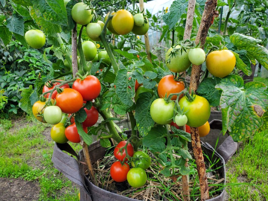 Tomate Pflanzsack