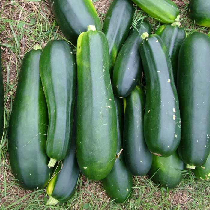 Bio Saatgut – Zucchini “verte de maraicher”
