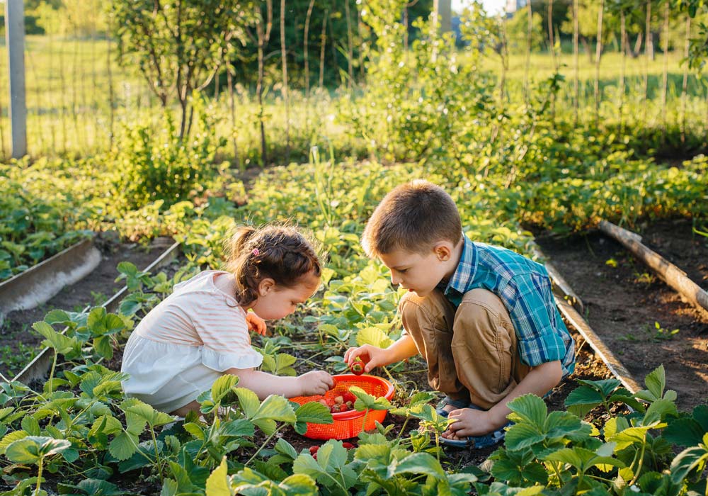 Kinder im Gartenbeet pflücken Erdbeeren