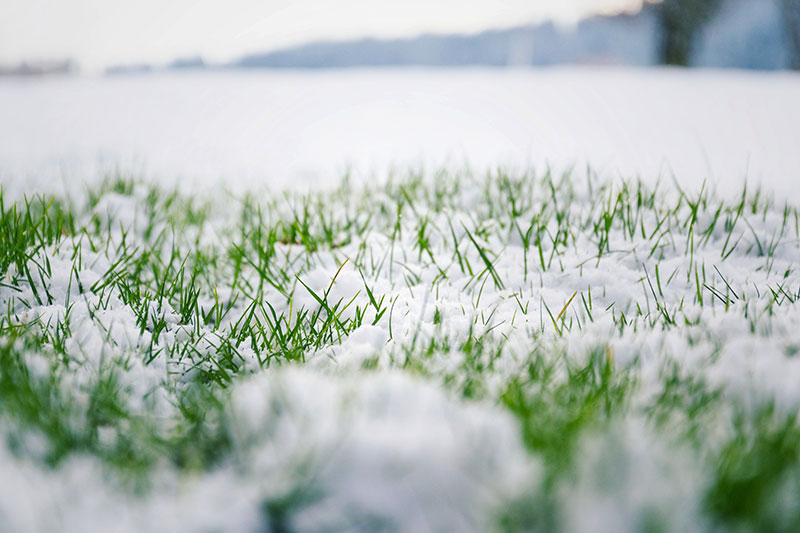 Rasen im Winter mit Schnee bedeckt